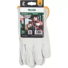 Pallida akasztófüle