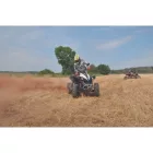 Crambe softshell dzseki